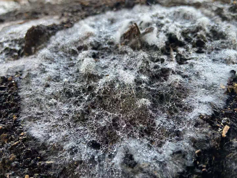 Four points on the fermentation of cow dung