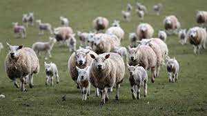 sheep manure